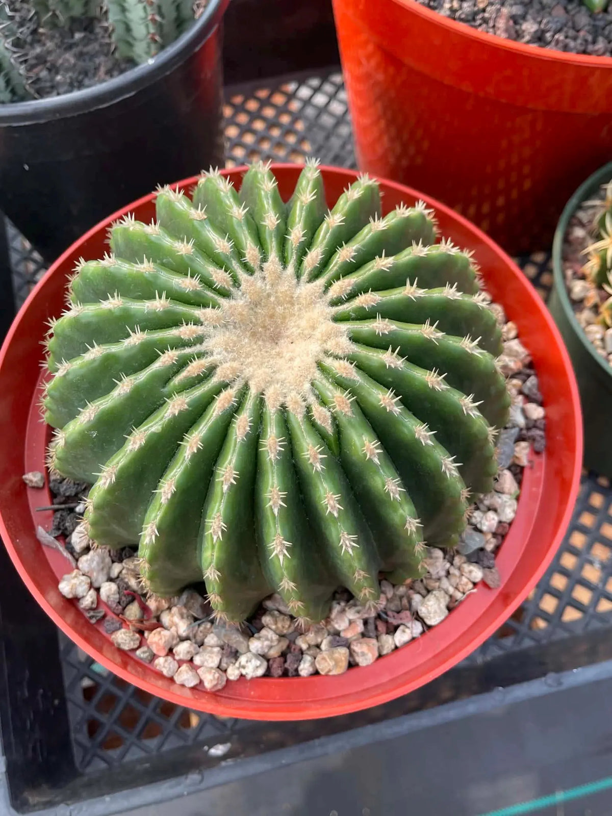 Echinocactus Grusonii Short Spine Inermis Rare Specimen Cactus