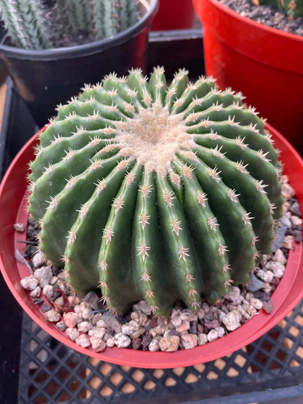 Echinocactus Grusonii Short Spine Inermis Rare Specimen Cactus