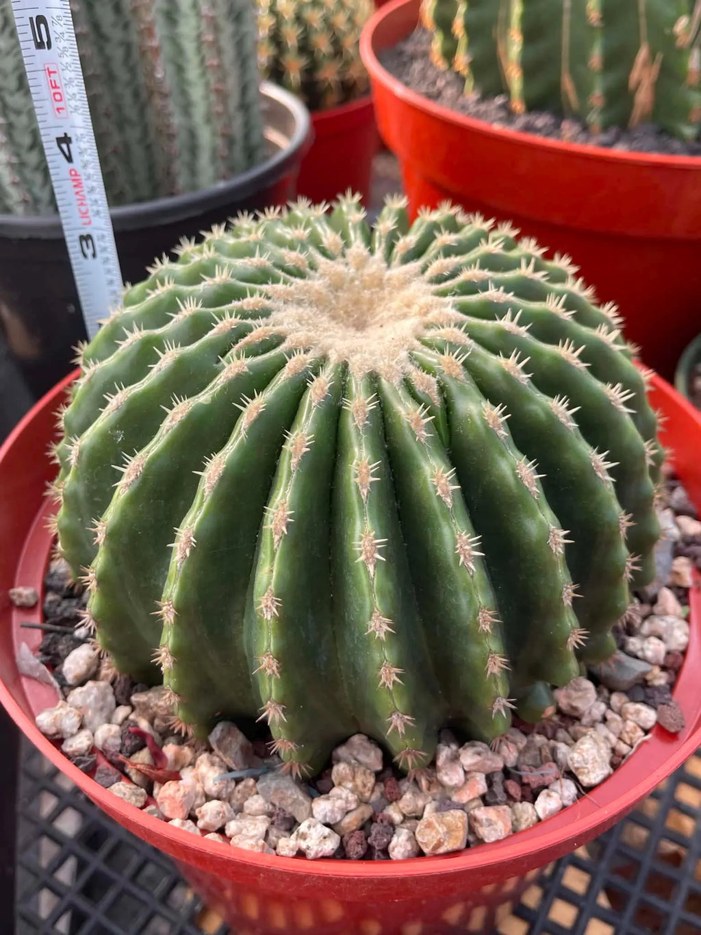 Echinocactus Grusonii Short Spine Inermis Rare Specimen Cactus