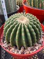Echinocactus Grusonii Short Spine Inermis Rare Specimen Cactus