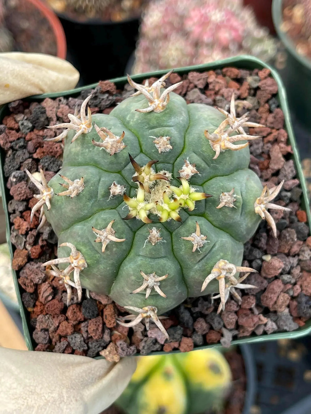Gymnocalycium Spegazzinii Unguispinum – Rare Collector Cactus