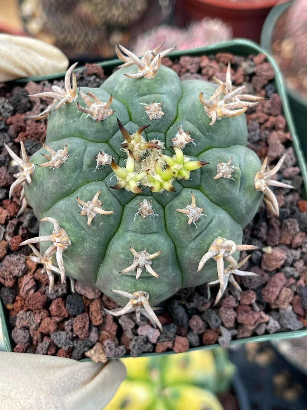Gymnocalycium Spegazzinii Unguispinum – Rare Collector Cactus