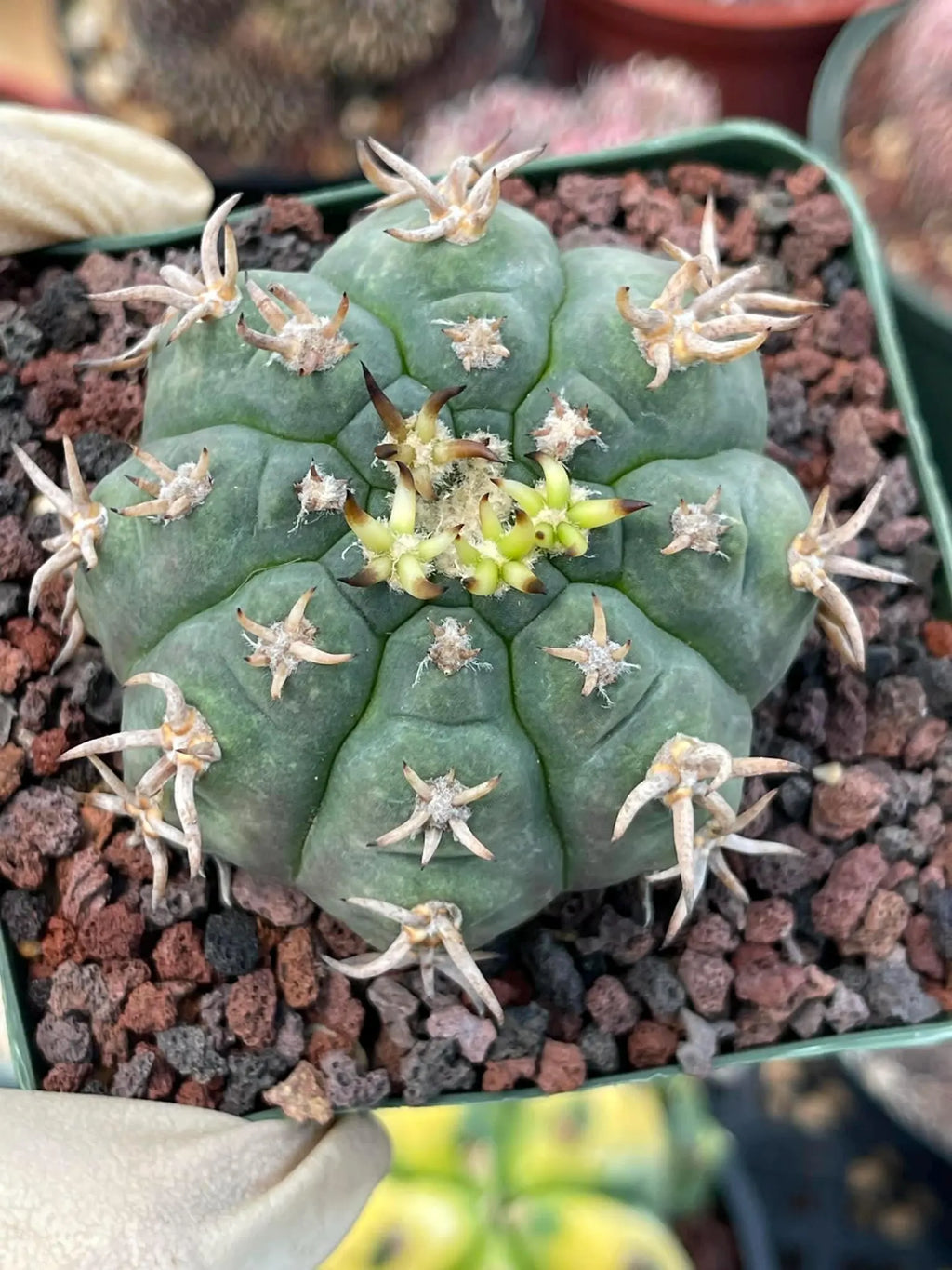 Gymnocalycium Spegazzinii Unguispinum – Rare Collector Cactus