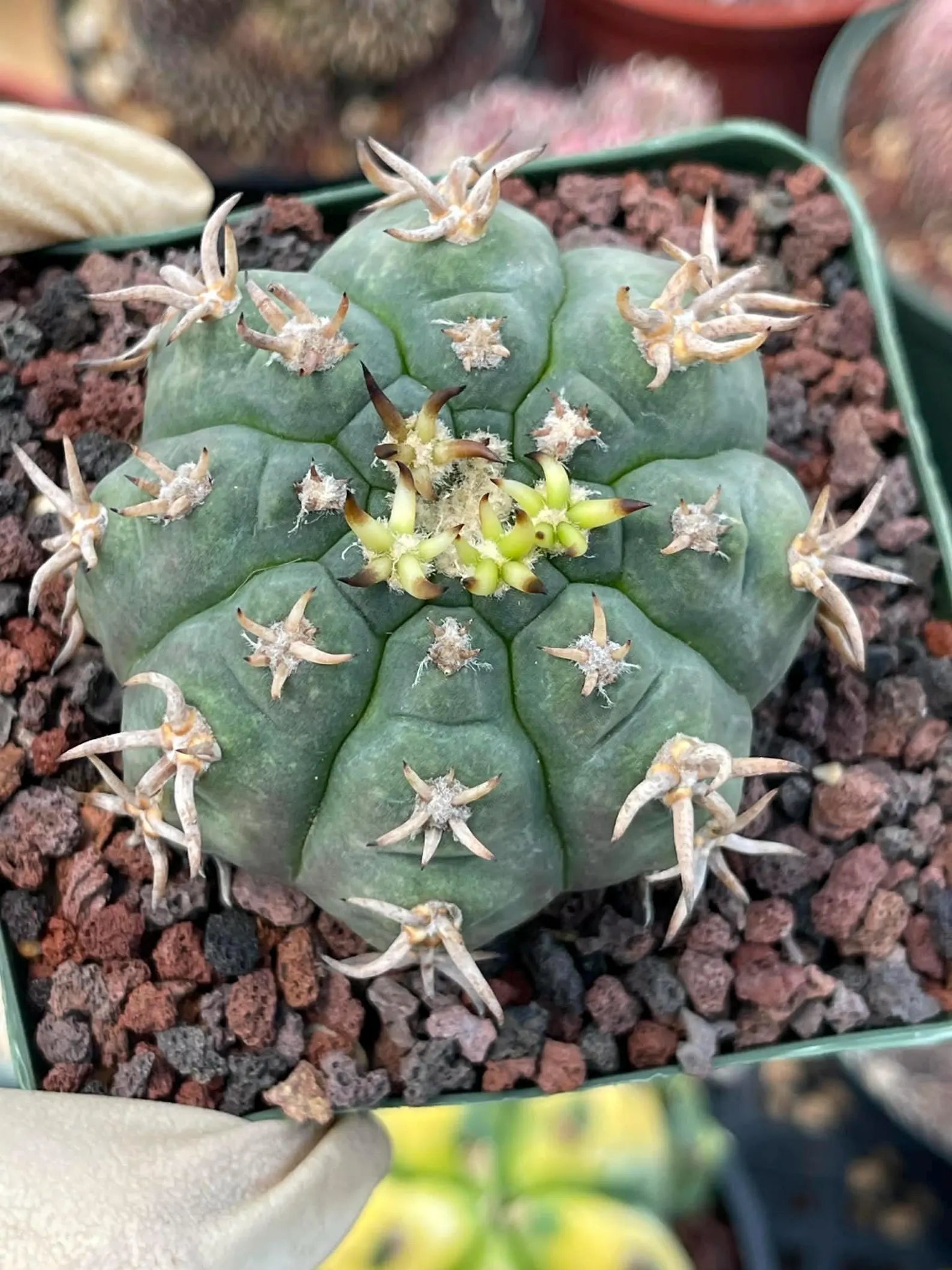 Gymnocalycium Spegazzinii Unguispinum – Rare Collector Cactus
