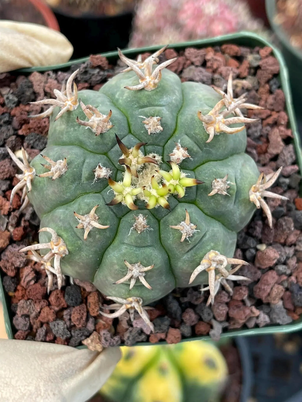 Gymnocalycium Spegazzinii Unguispinum – Rare Collector Cactus