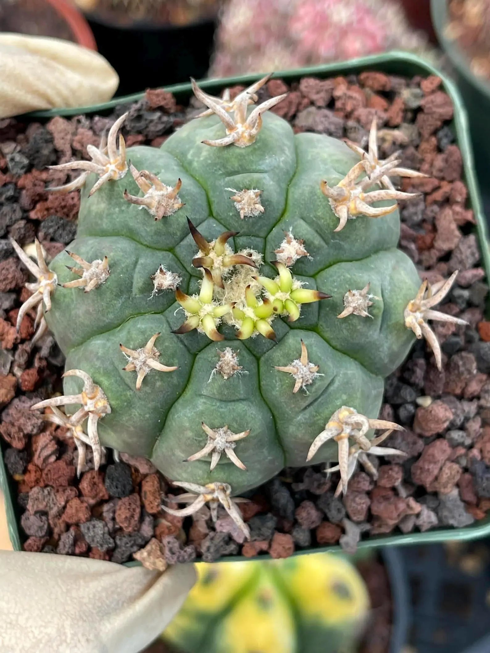 Gymnocalycium Spegazzinii Unguispinum – Rare Collector Cactus