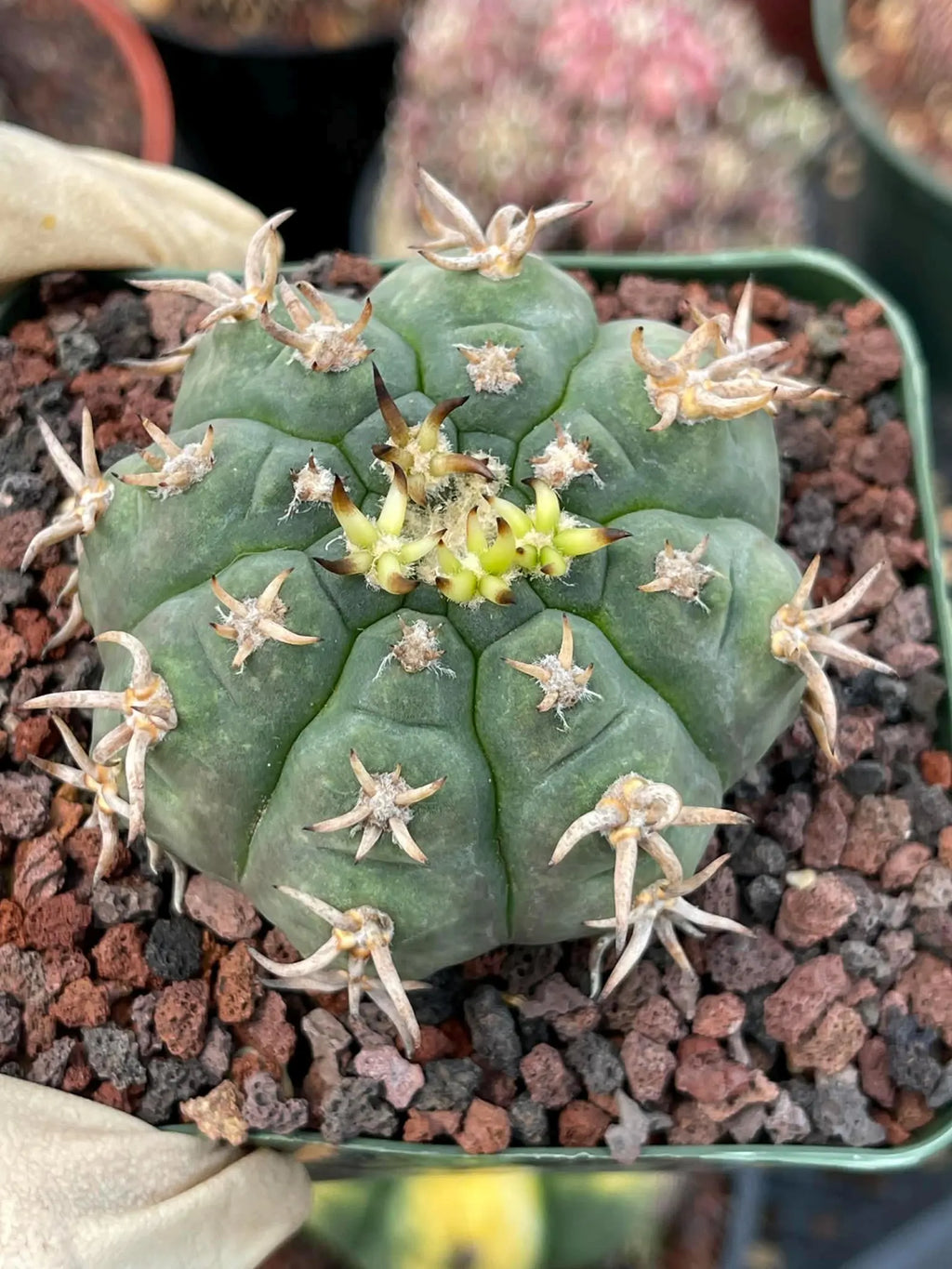 Gymnocalycium Spegazzinii Unguispinum – Rare Collector Cactus