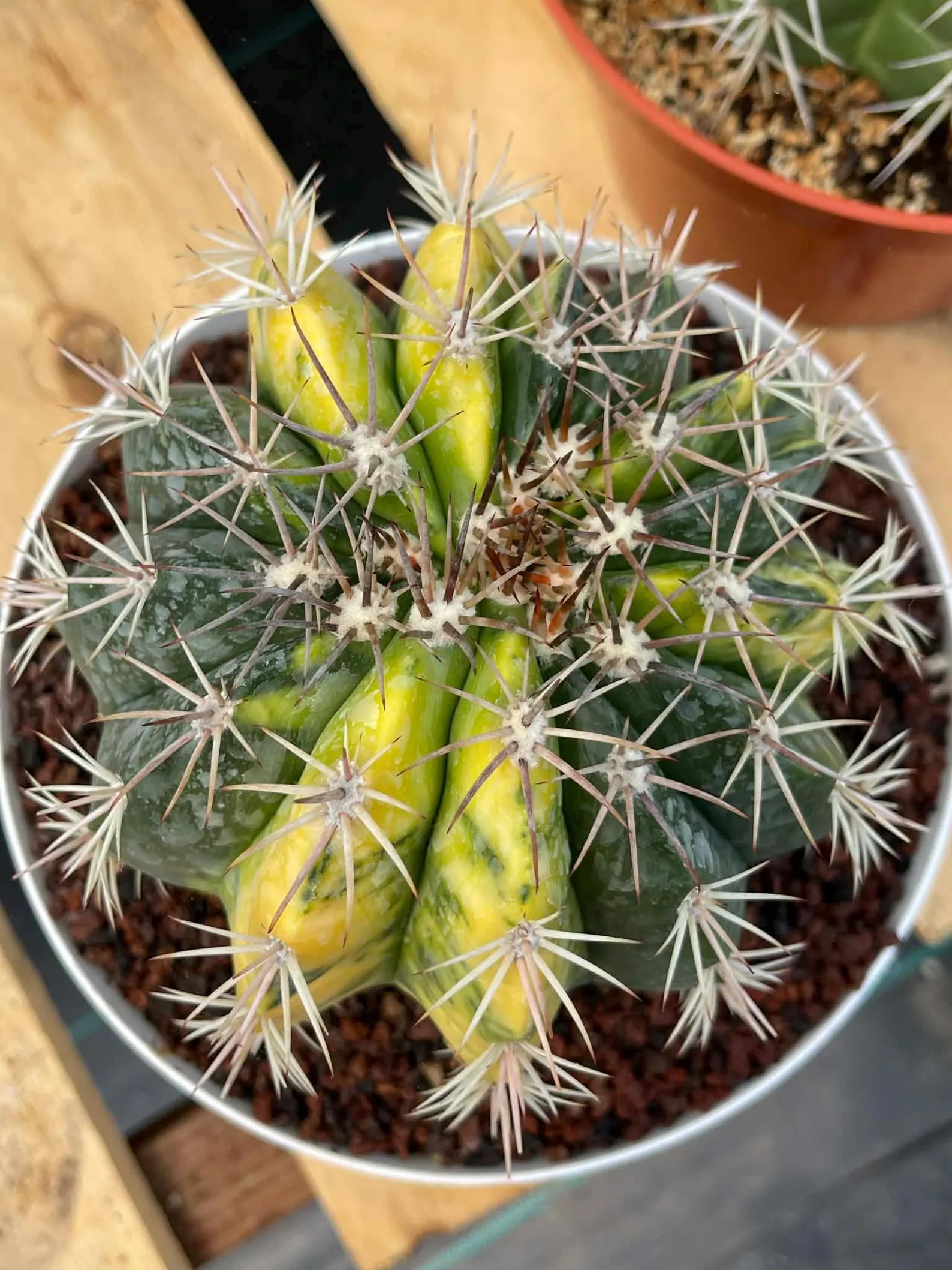 Variegated Melocactus | Live Cactus #149