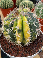 Variegated Melocactus | Live Cactus #149