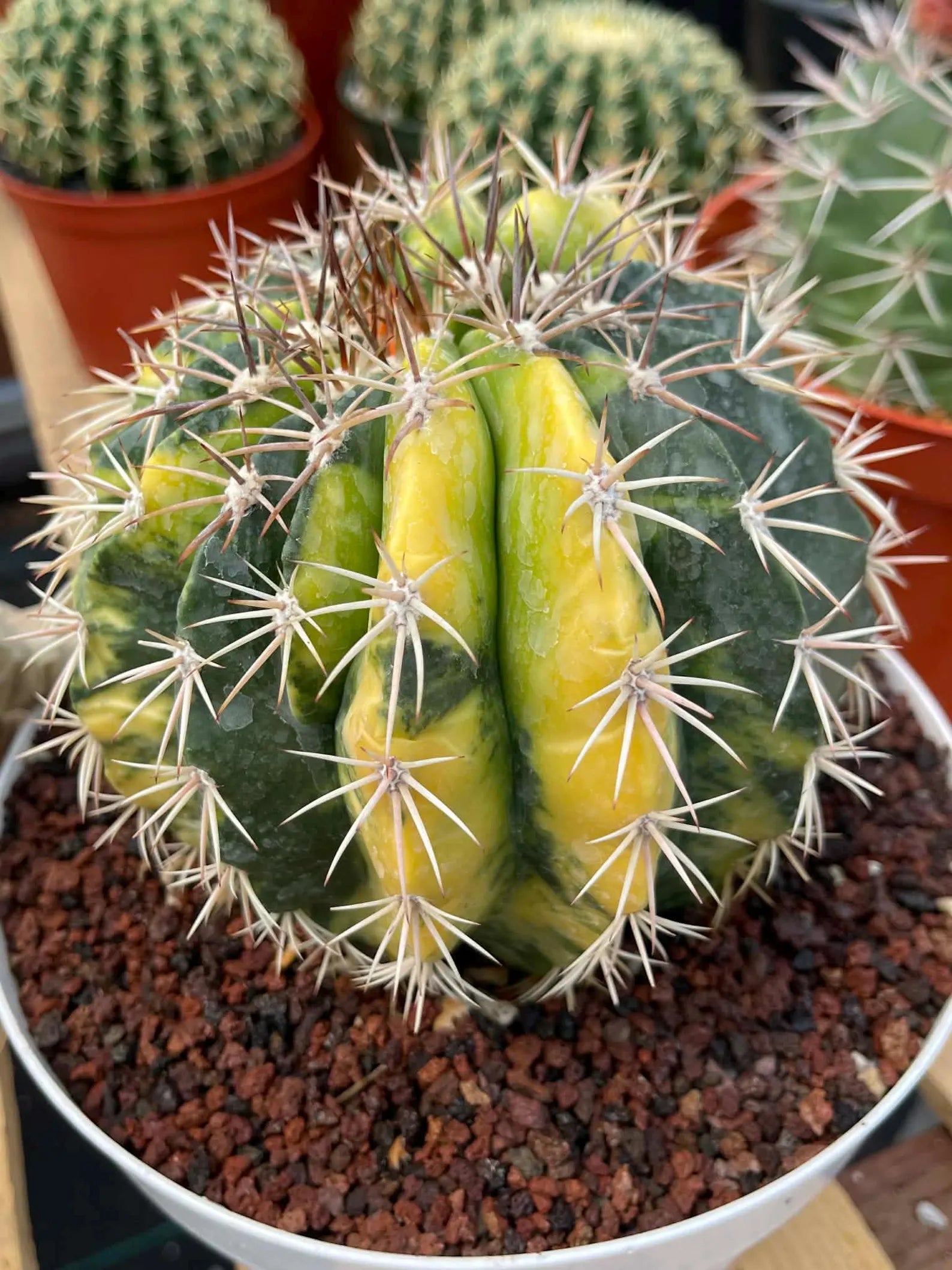 Variegated Melocactus | Live Cactus #149