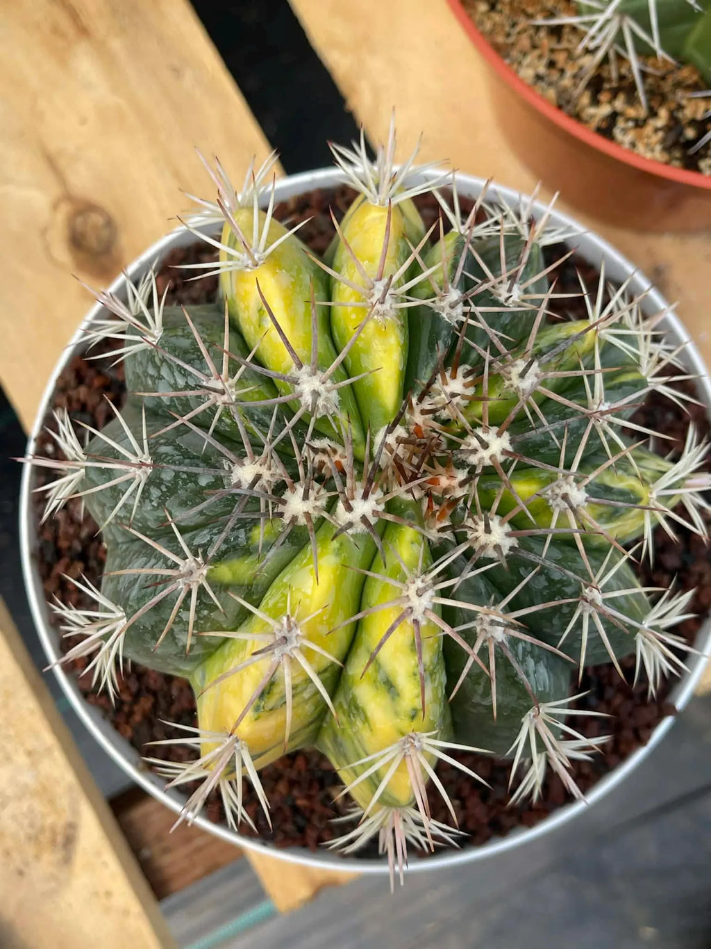 Variegated Melocactus | Live Cactus #149