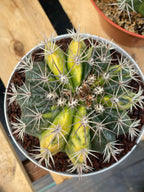 Variegated Melocactus | Live Cactus #149