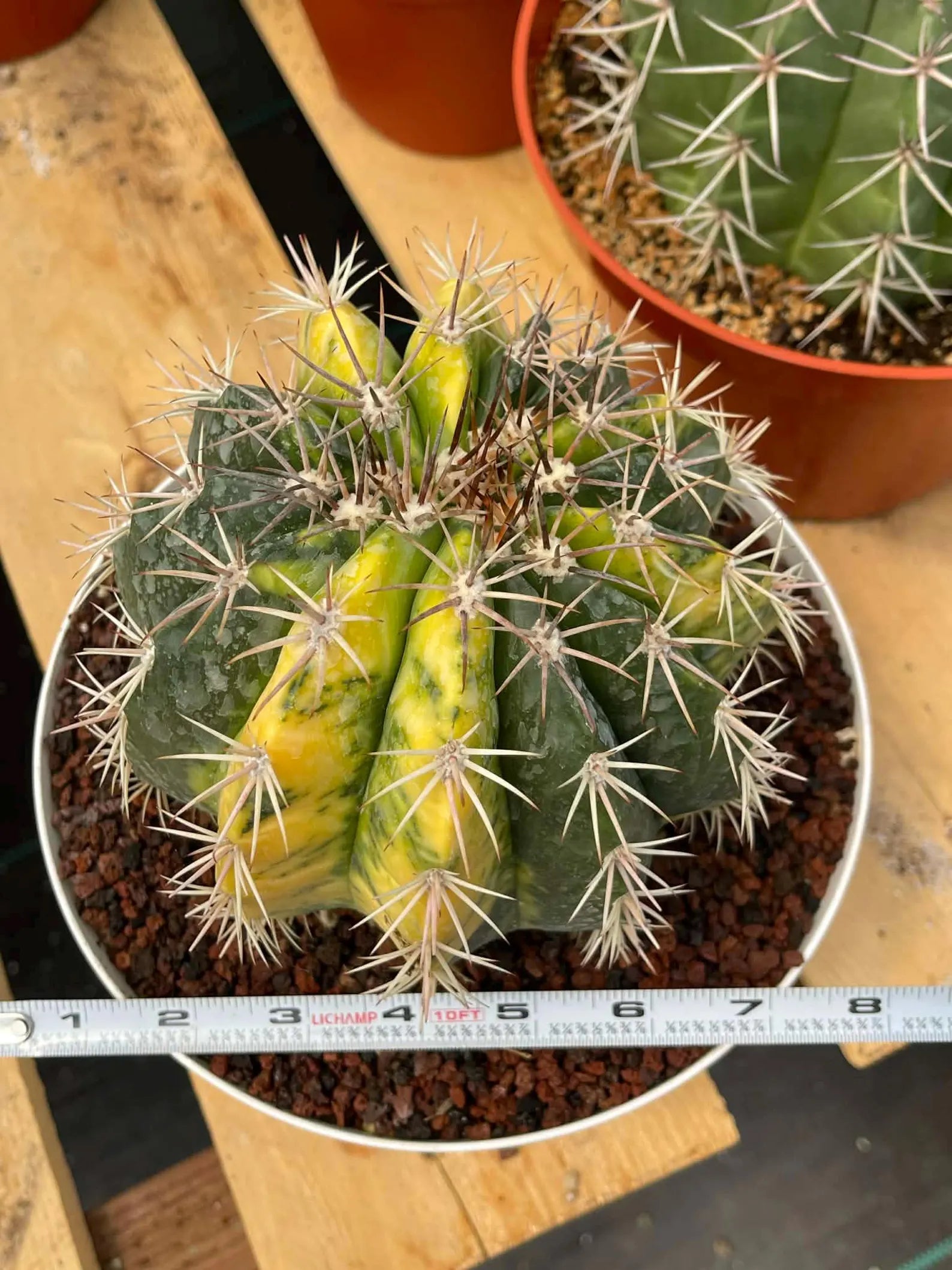 Variegated Melocactus | Live Cactus #149