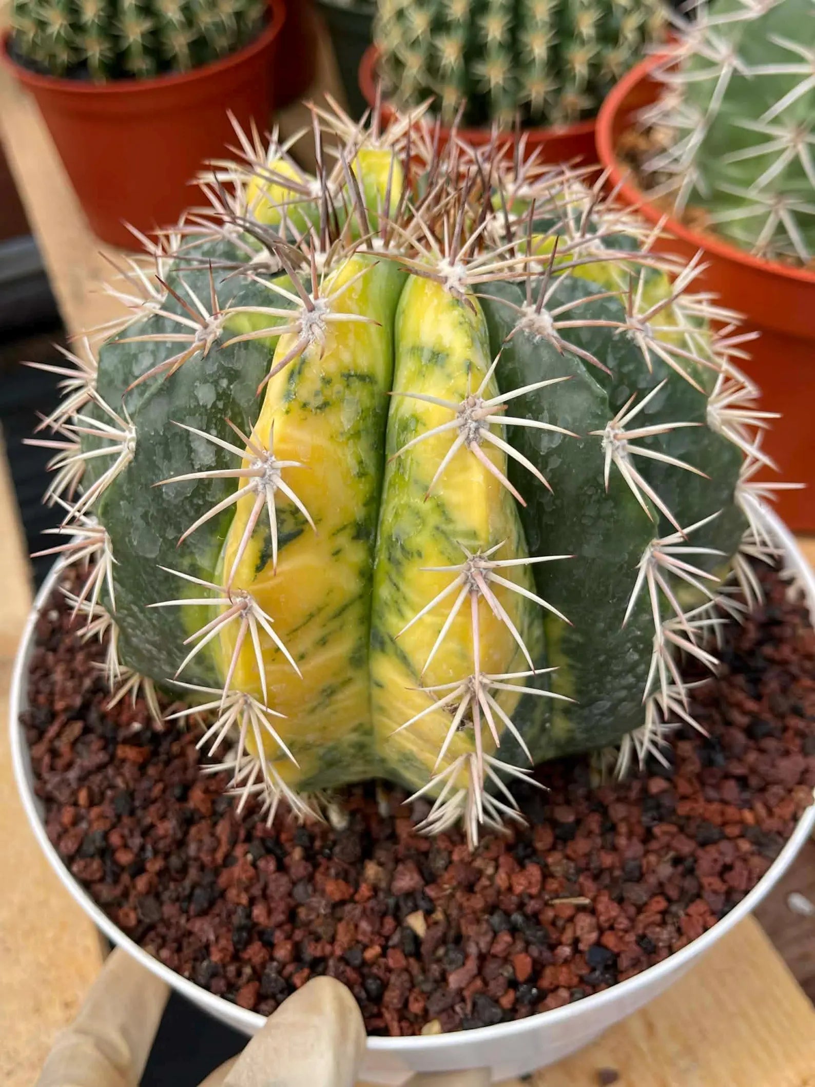 Variegated Melocactus | Live Cactus #149