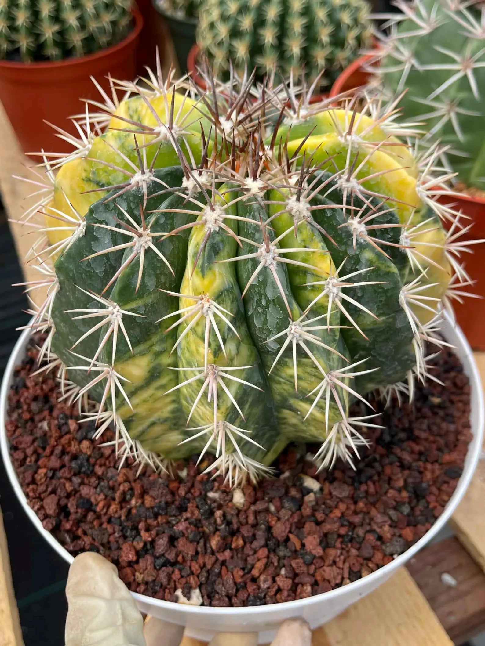 Variegated Melocactus | Live Cactus #149