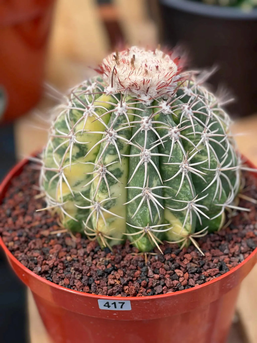 Variegated Melocactus | Rare Live Cactus Plant #417