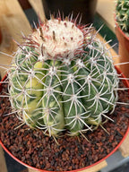 Variegated Melocactus | Rare Live Cactus Plant #417