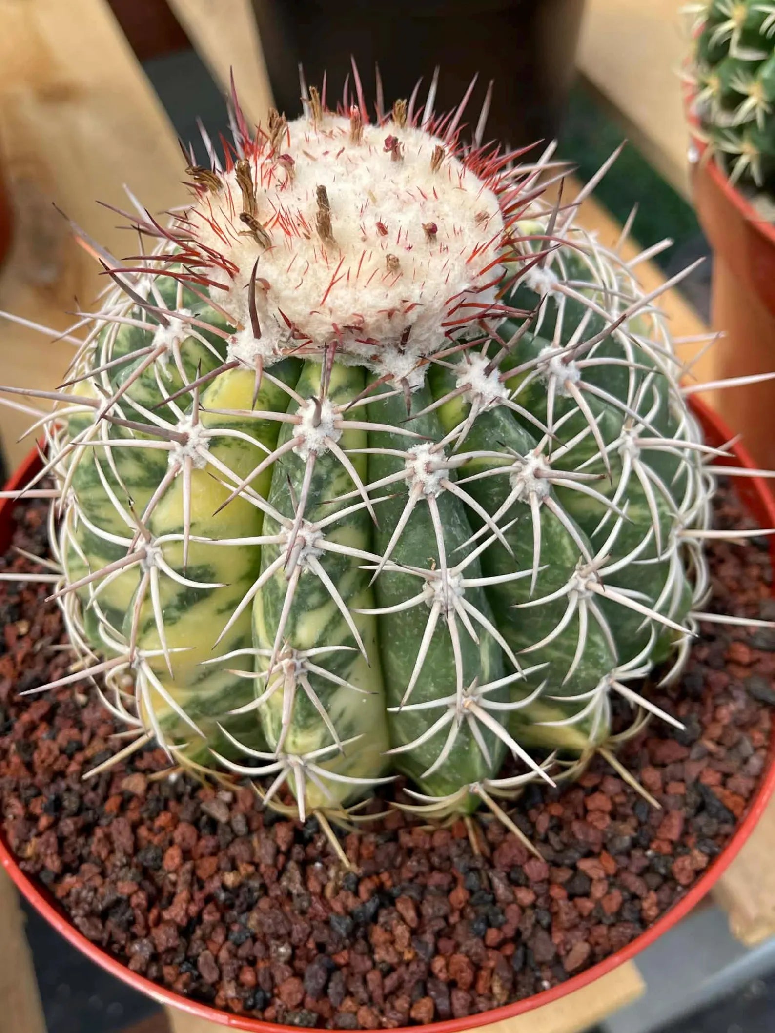 Variegated Melocactus | Rare Live Cactus Plant #417