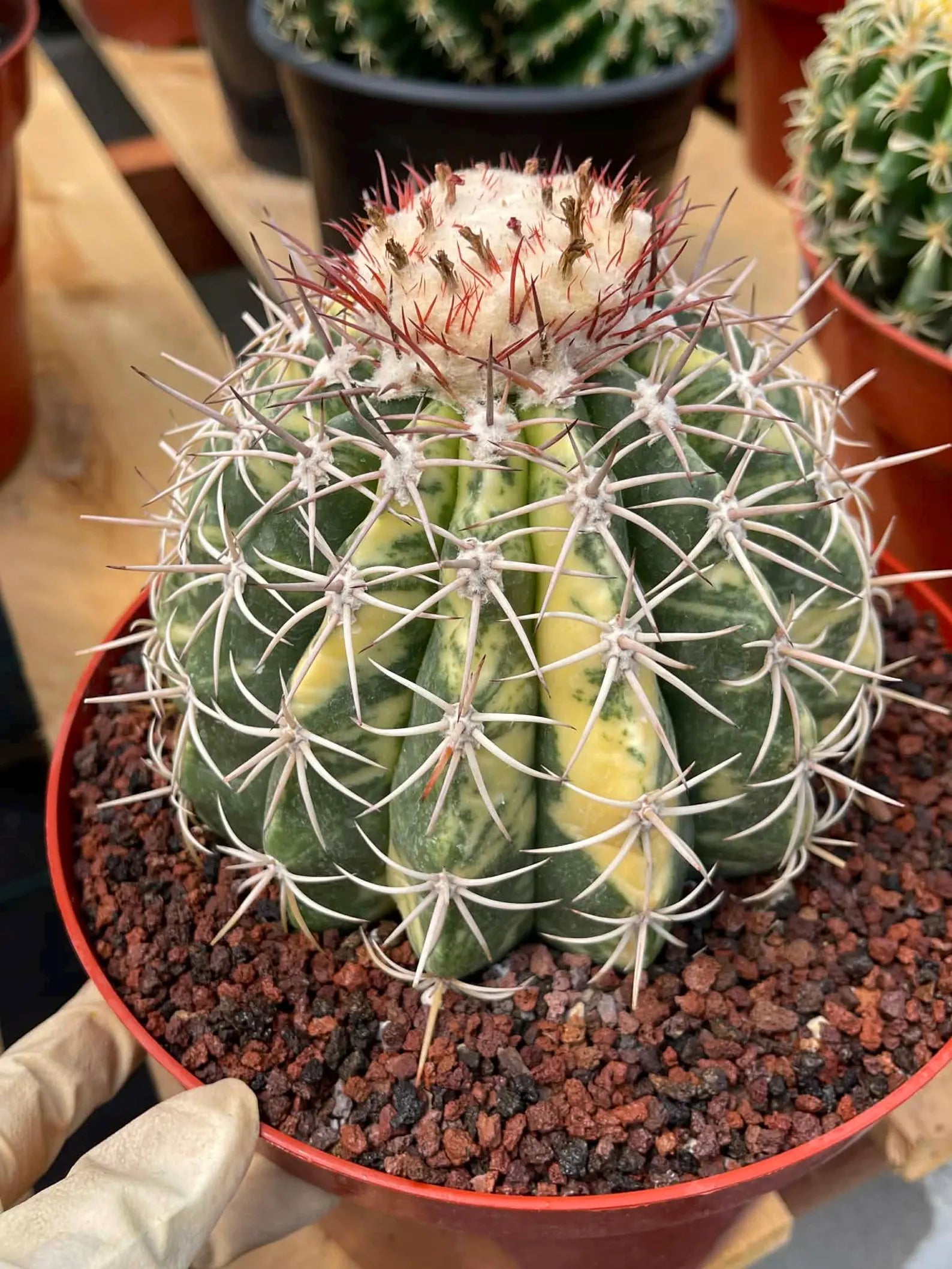 Variegated Melocactus | Rare Live Cactus Plant #417