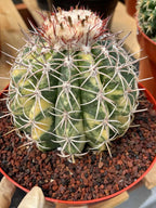 Variegated Melocactus | Rare Live Cactus Plant #417
