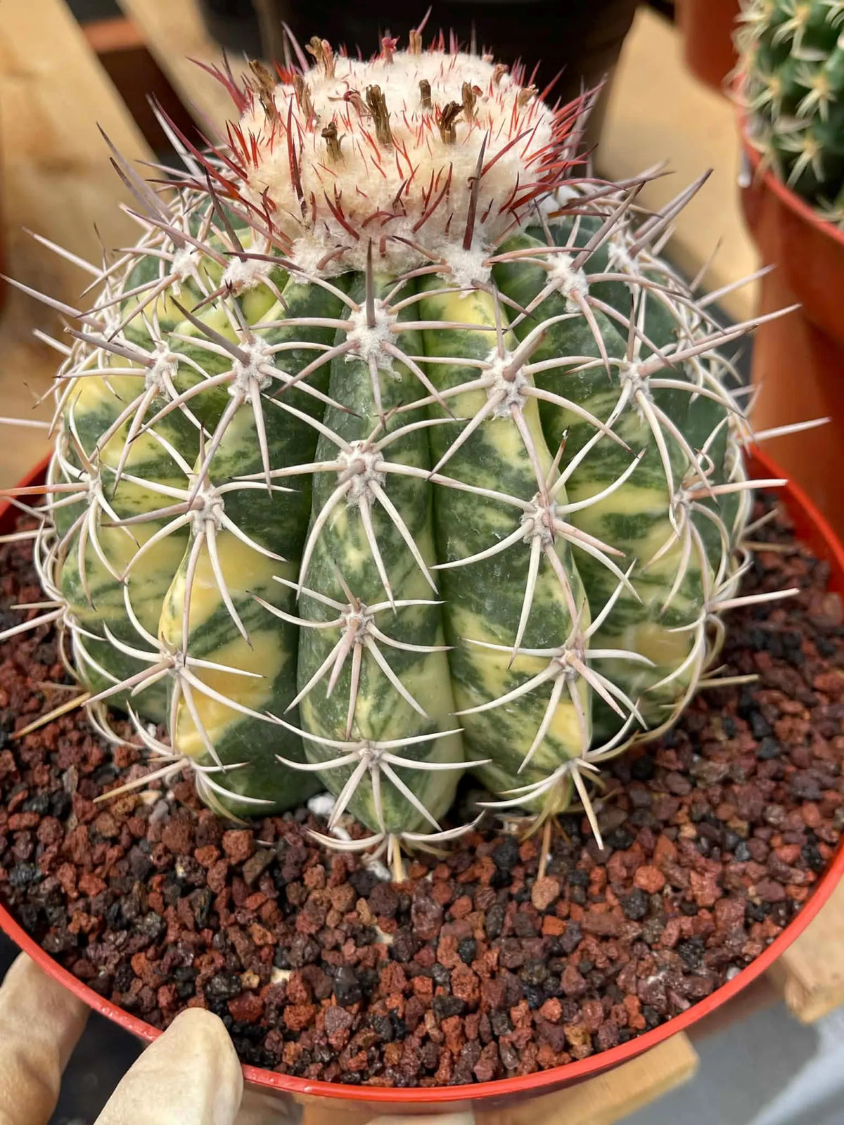 Variegated Melocactus | Rare Live Cactus Plant #417