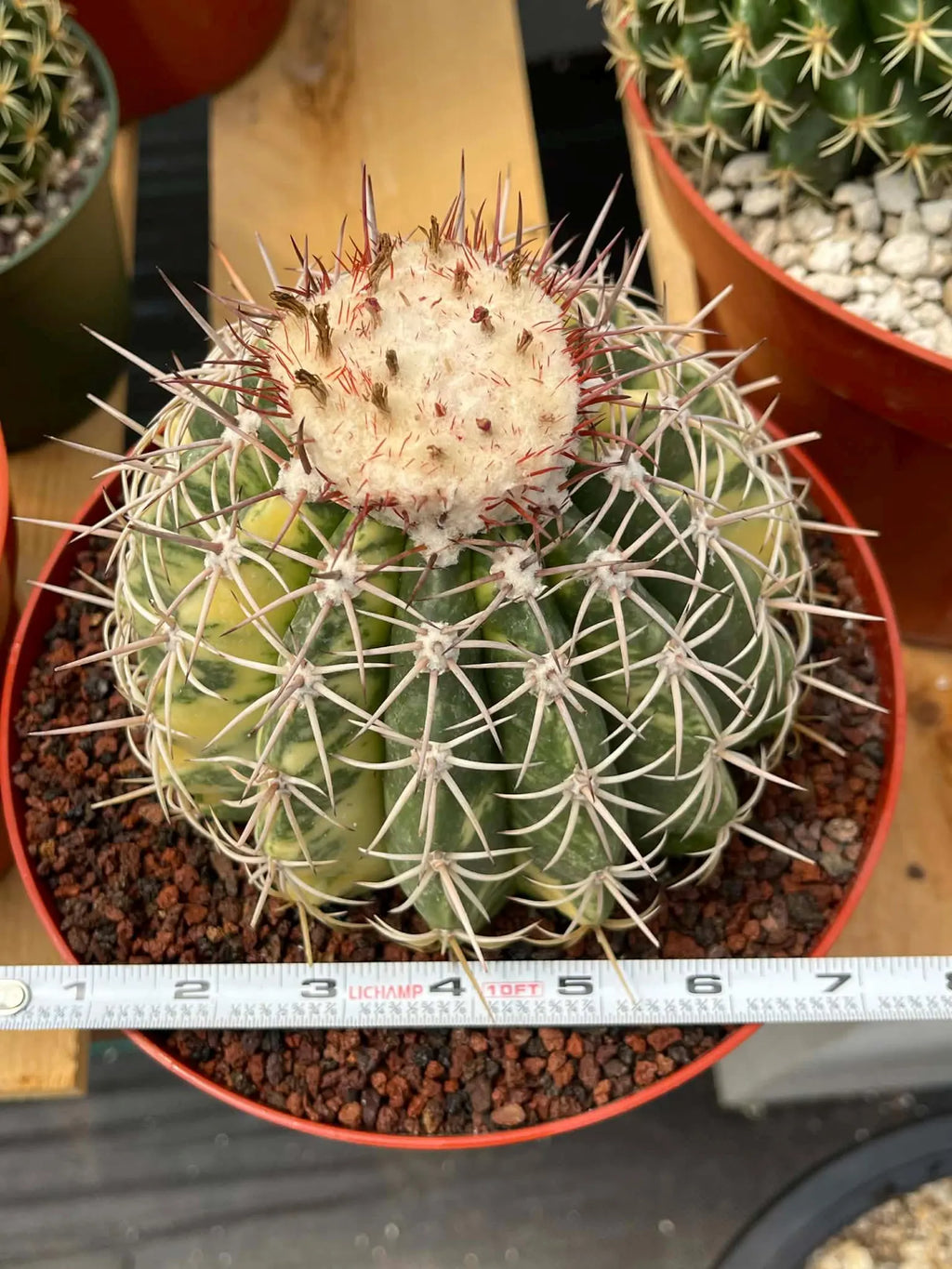 Variegated Melocactus | Rare Live Cactus Plant #417