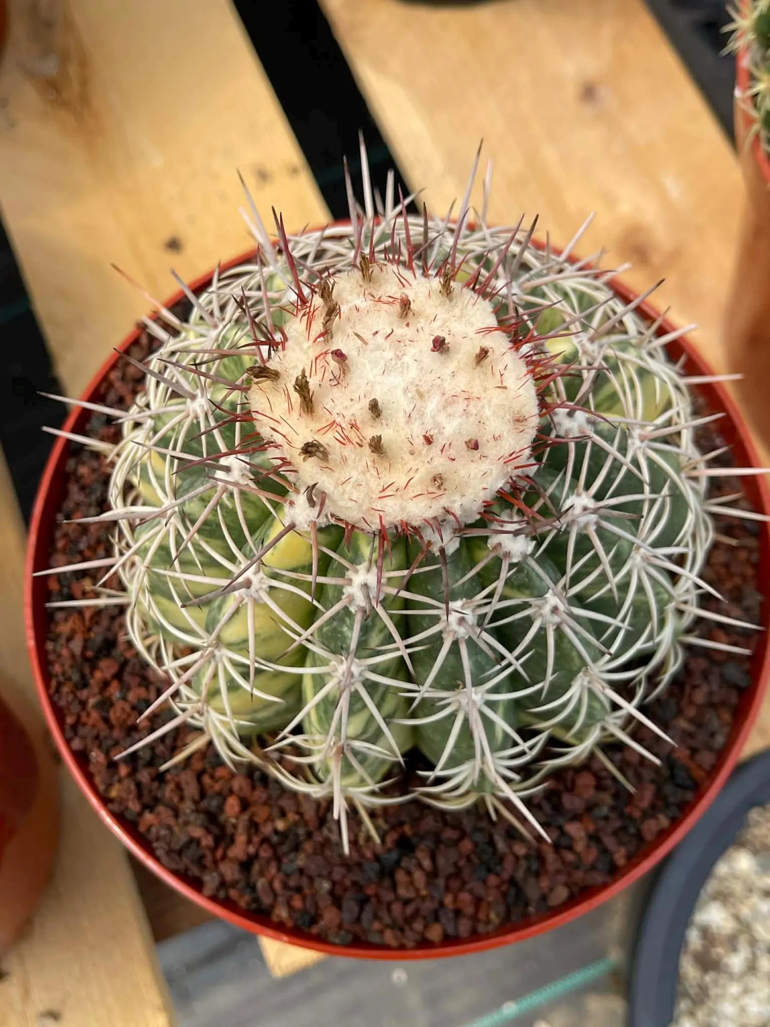 Variegated Melocactus | Rare Live Cactus Plant #417