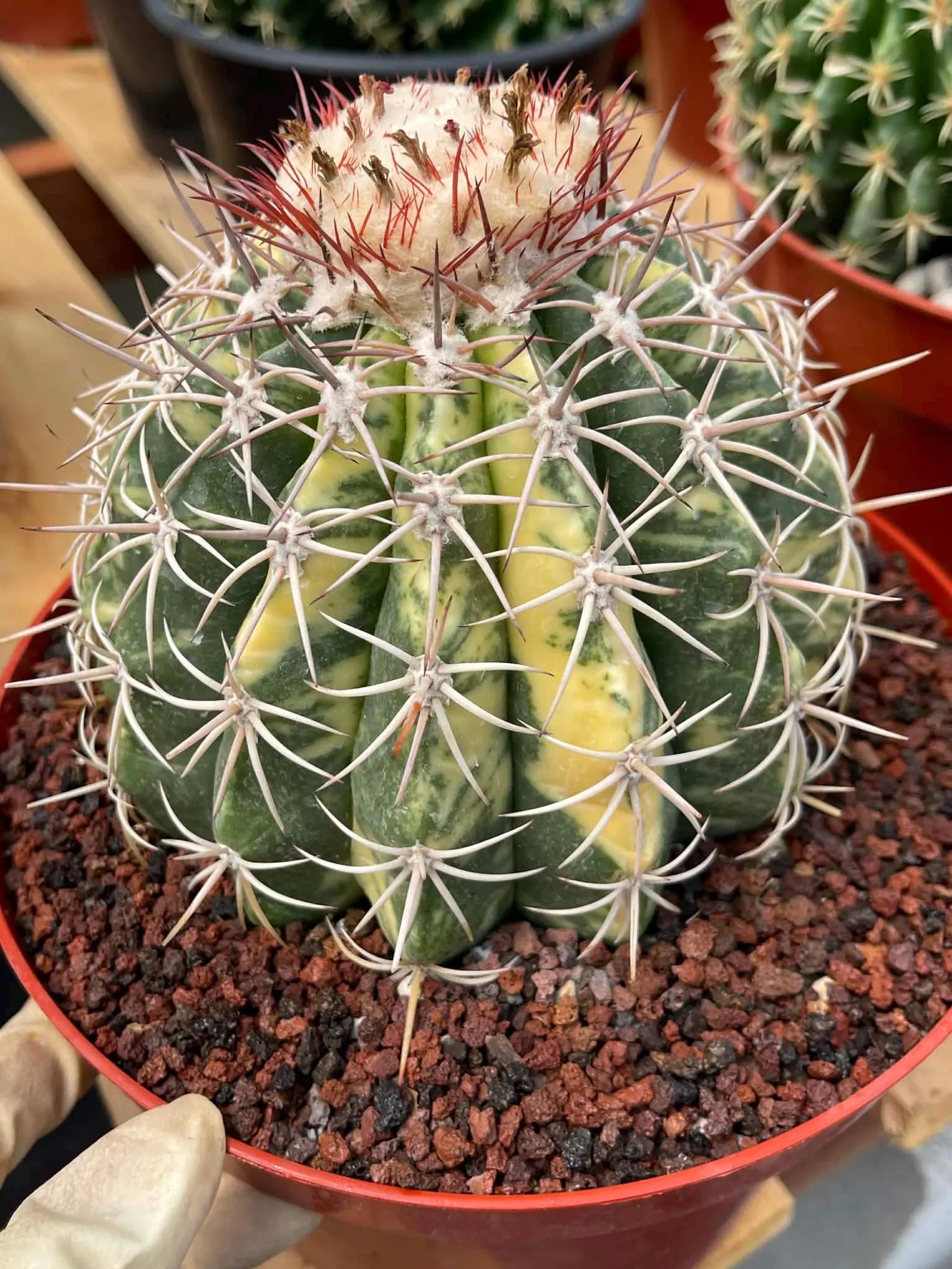 Variegated Melocactus | Rare Live Cactus Plant #417
