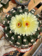 Wigginsia Erinacea Live Cactus | Rare Collector Cactus | Seed Grown Succulent Plant