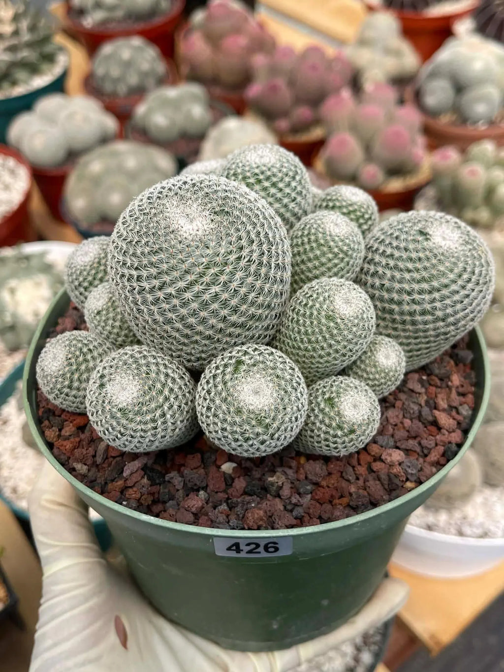 Large Mammillaria Perbella Cluster Rare Live Cactus