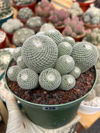 Large Mammillaria Perbella Cluster Rare Live Cactus