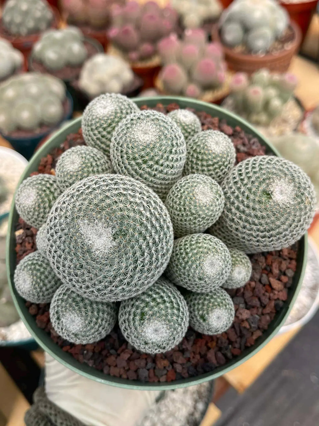 Large Mammillaria Perbella Cluster Rare Live Cactus