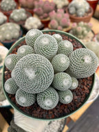 Large Mammillaria Perbella Cluster Rare Live Cactus