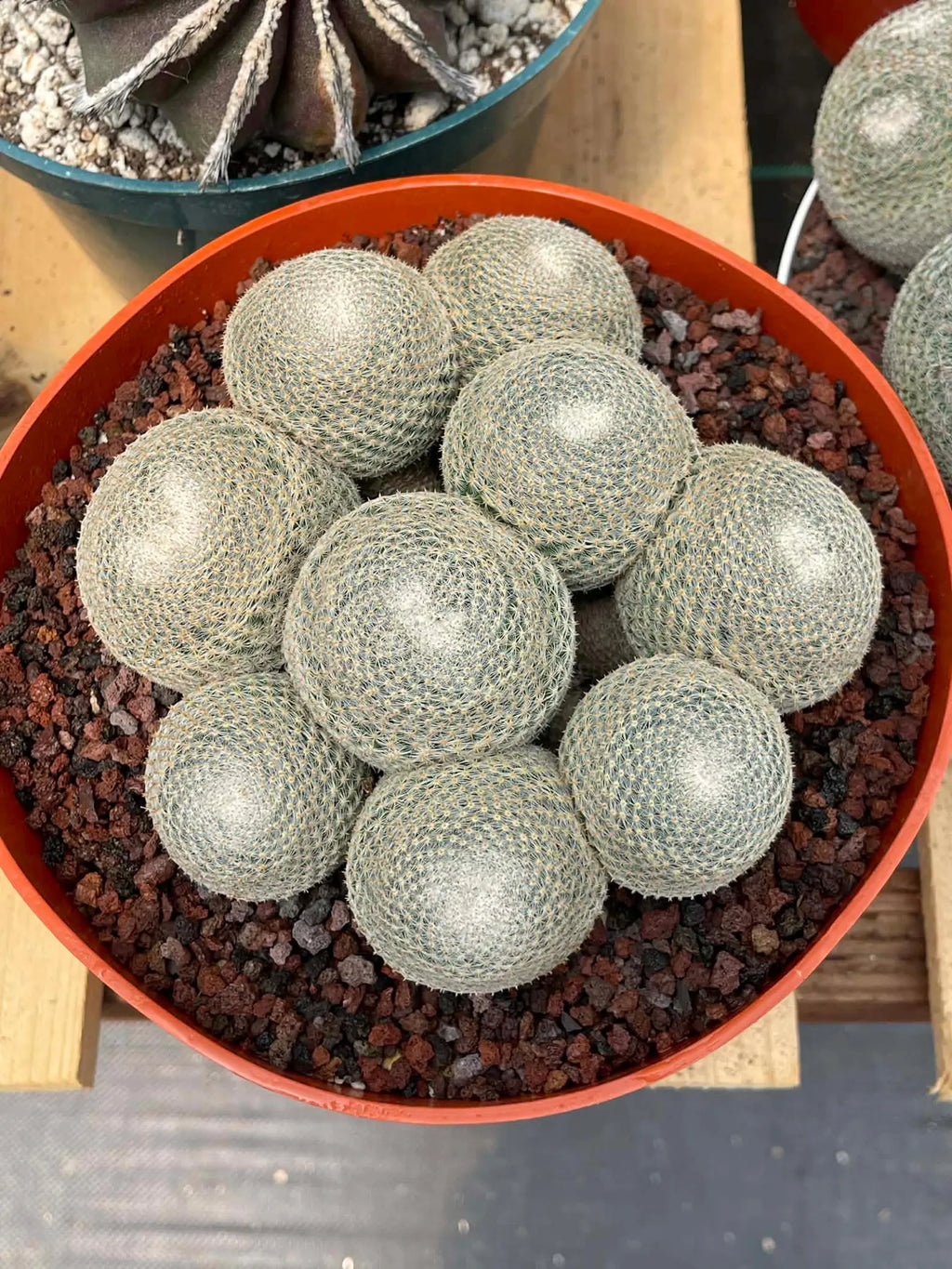 Mammillaria Perbella Cluster | Rare Live Specimen Cactus