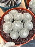 Mammillaria Perbella Cluster | Rare Live Specimen Cactus