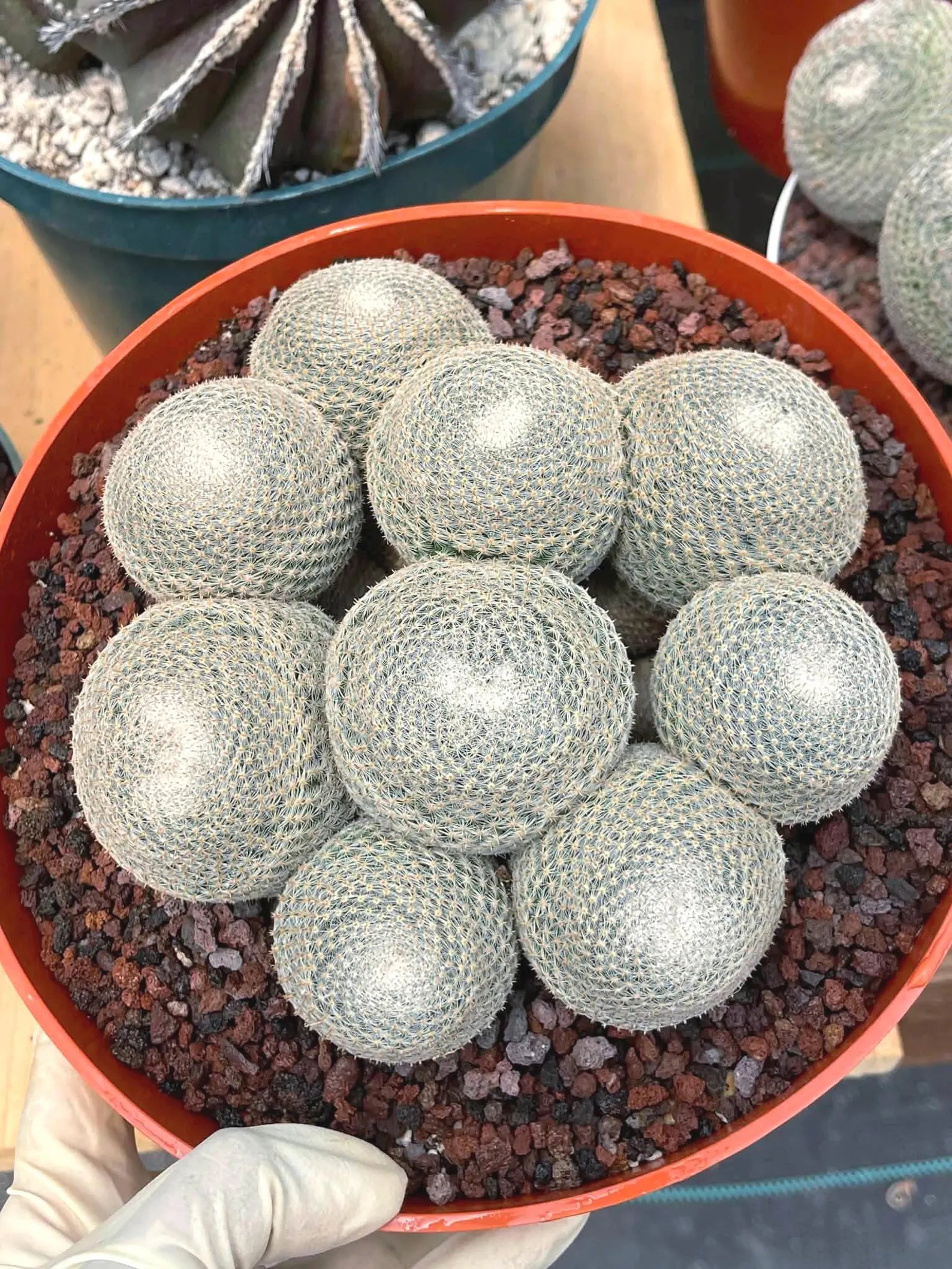 Mammillaria Perbella Cluster | Rare Live Specimen Cactus