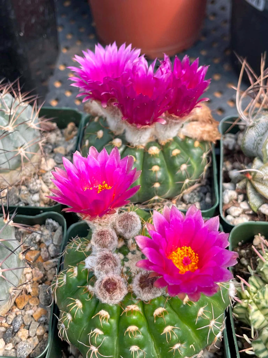 Notocactus Inermis Rare Ball Cactus Live Plant Exotic Succulent Collection