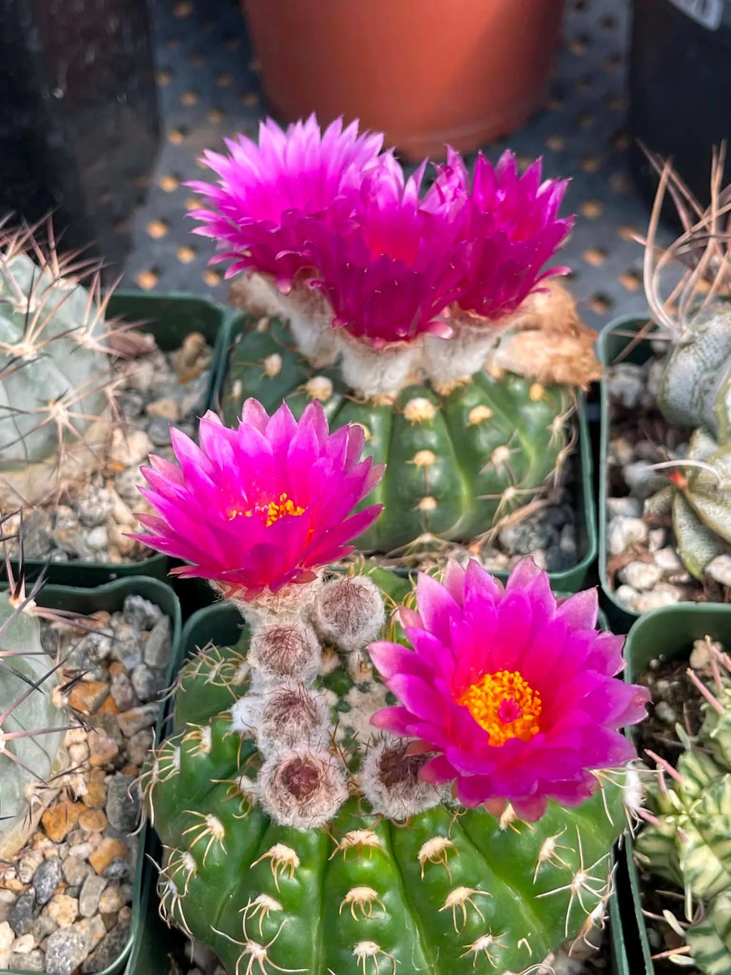 Rare Notocactus Ball Cactus Live Plant | 3.5-Inch Exotic Cactus Succulent | Collector Plant #284
