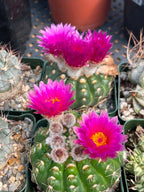 Rare Notocactus Ball Cactus Live Plant | 3.5-Inch Exotic Cactus Succulent | Collector Plant #284