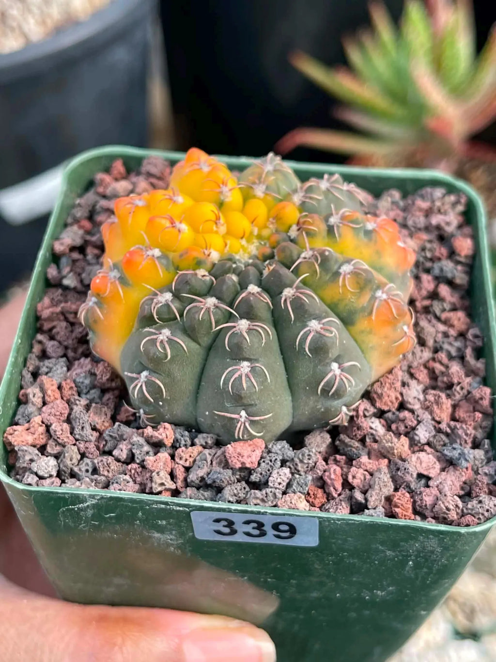 Variegated Gymnocalycium Quehlianum Live Cactus – Rare Pink Variegated Plant #339