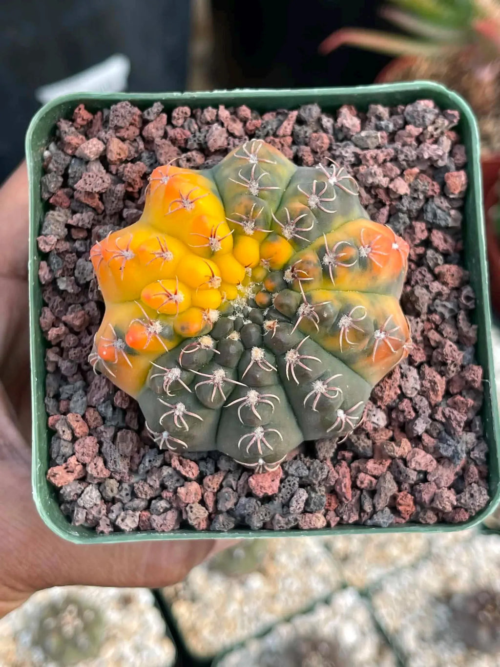 Variegated Gymnocalycium Quehlianum Live Cactus – Rare Pink Variegated Plant #339