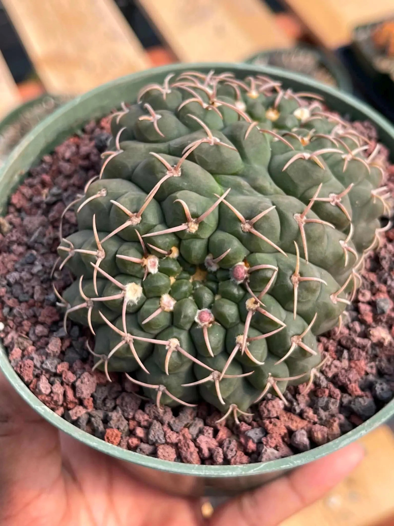 Crested Gymnocalycium | Rare Live Crested Cactus #356