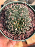 Crested Gymnocalycium | Rare Live Crested Cactus #356
