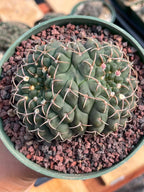 Crested Gymnocalycium | Rare Live Crested Cactus #356