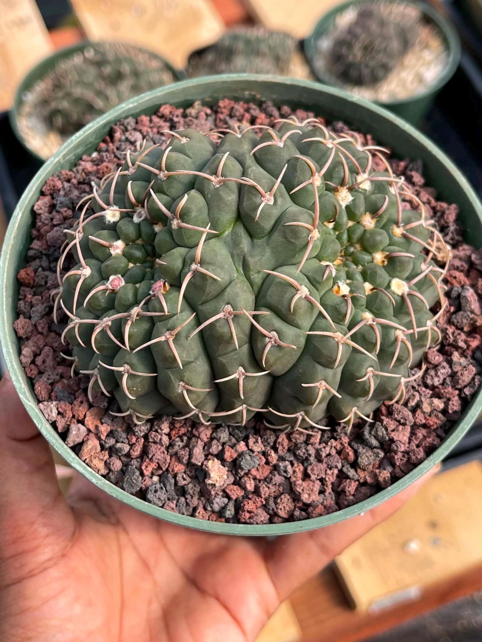 Crested Gymnocalycium | Rare Live Crested Cactus #356