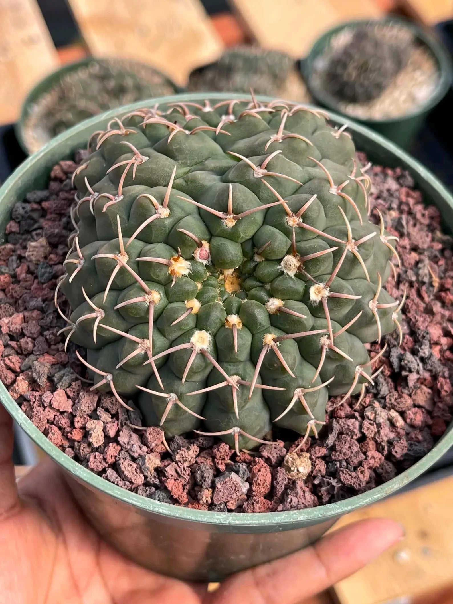 Crested Gymnocalycium | Rare Live Crested Cactus #356