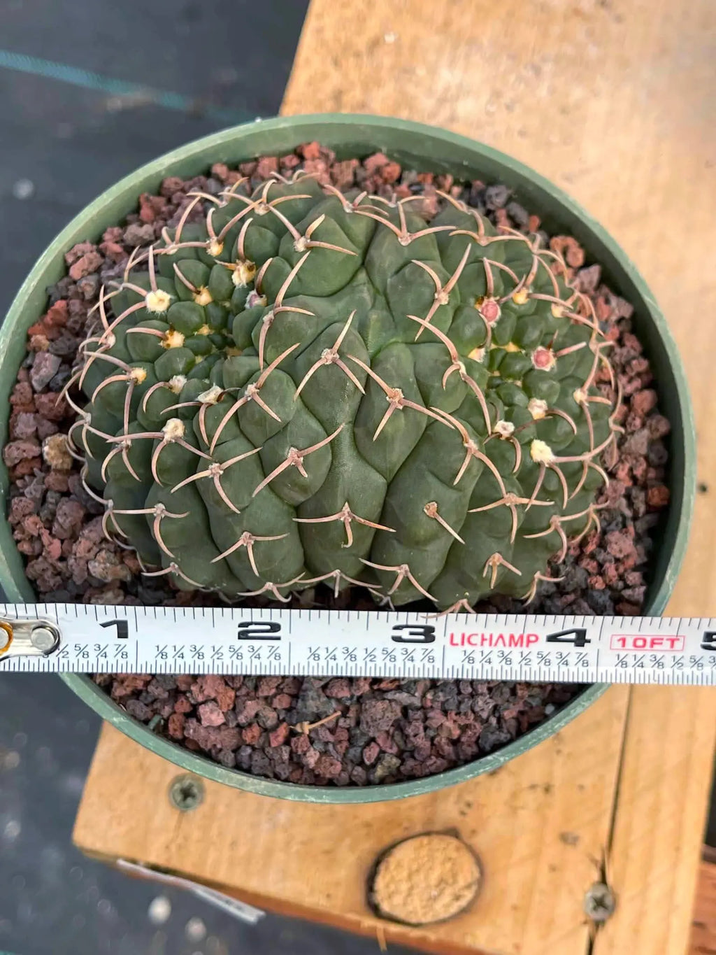 Crested Gymnocalycium | Rare Live Crested Cactus #356