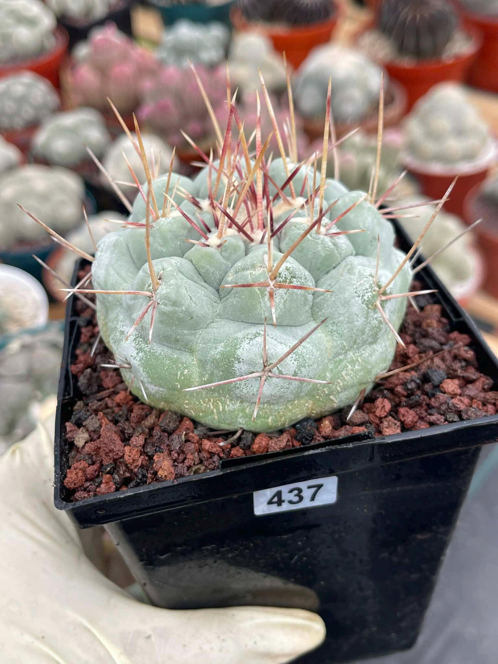 Thelocactus Hexaedrophorus #437 | Rare Blue Live Cactus | Seed Grown Collector Cactus | Exact Plant | 4" Pot Reference