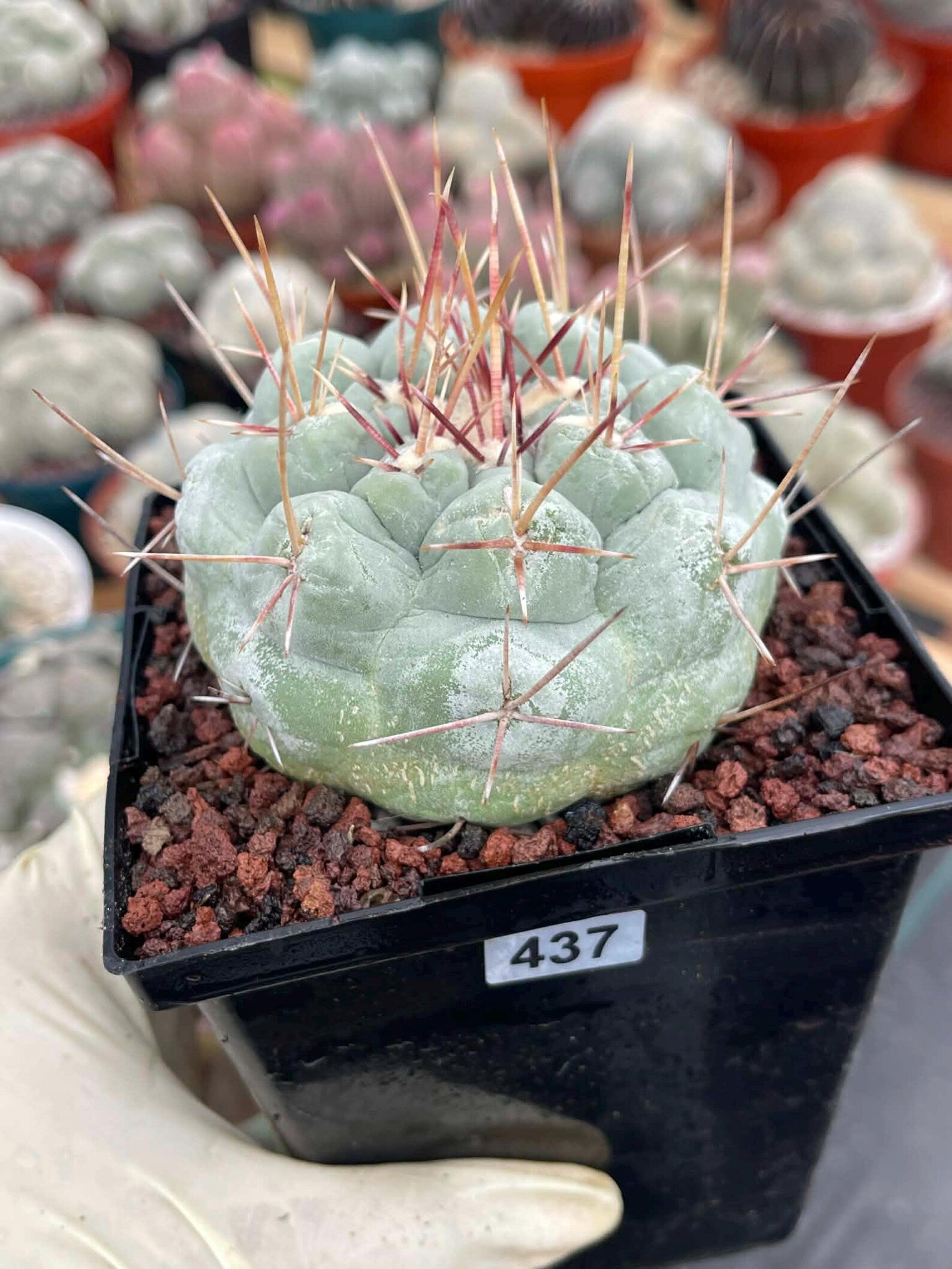 Thelocactus Hexaedrophorus #437 | Rare Blue Live Cactus | Seed Grown Collector Cactus | Exact Plant | 4" Pot Reference
