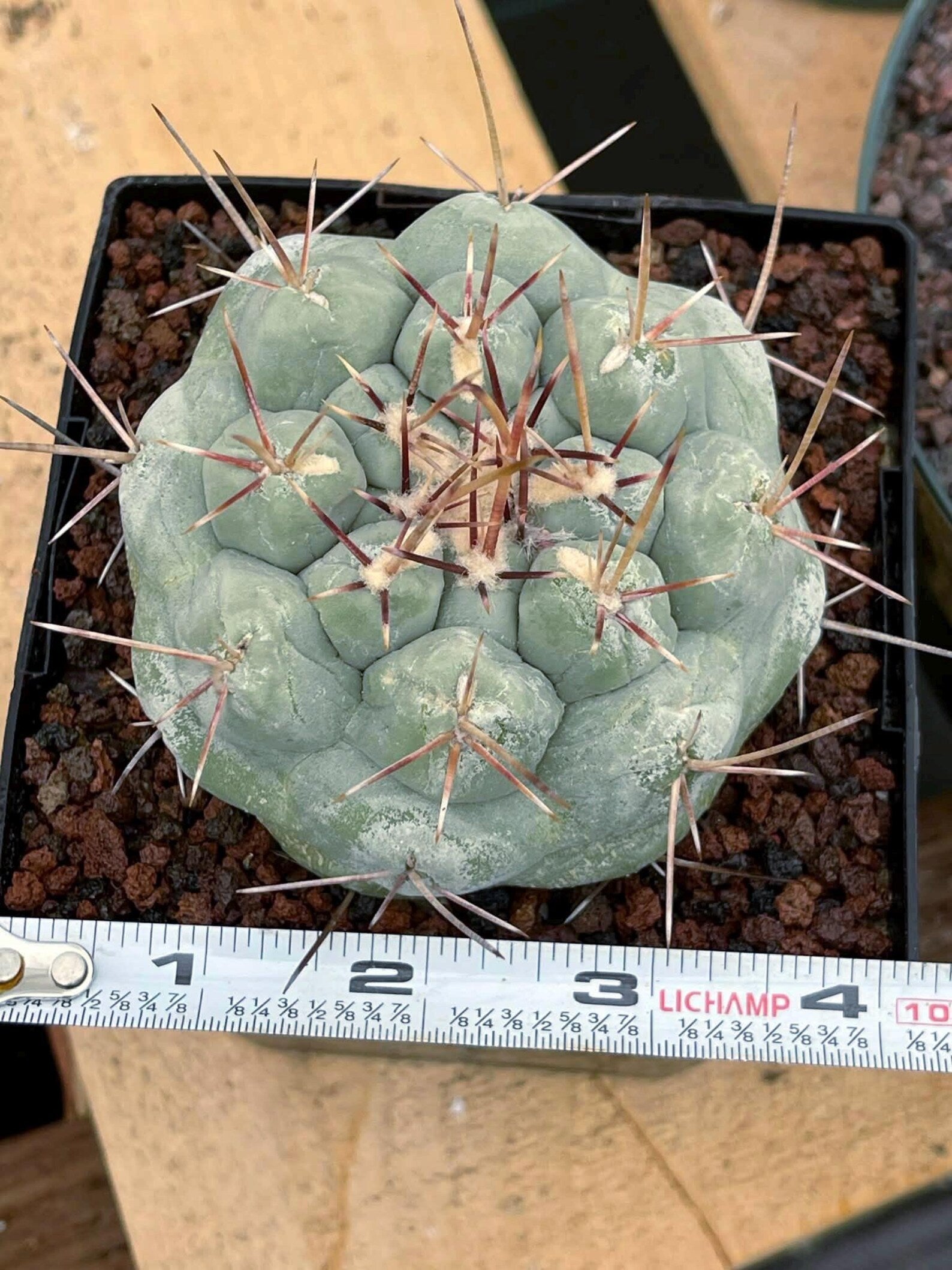 Thelocactus Hexaedrophorus #437 | Rare Blue Live Cactus | Seed Grown Collector Cactus | Exact Plant | 4" Pot Reference